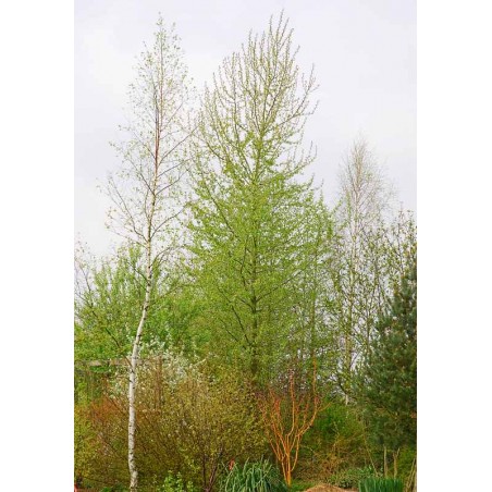 Populus balsamifera 'Vita Sackville West'