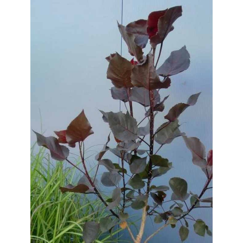 Populus deltoides 'Purple Tower' Populus deltoides 'Purple Tower'