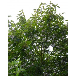 Populus lasiocarpa