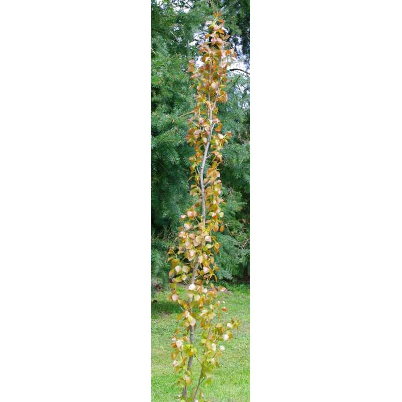 Populus tremula 'Erecta'