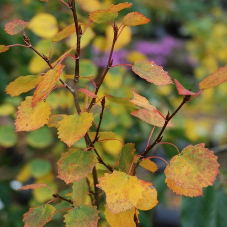 Populus tremula 'Erecta'