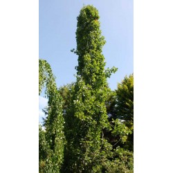 Populus tremula 'Erecta'