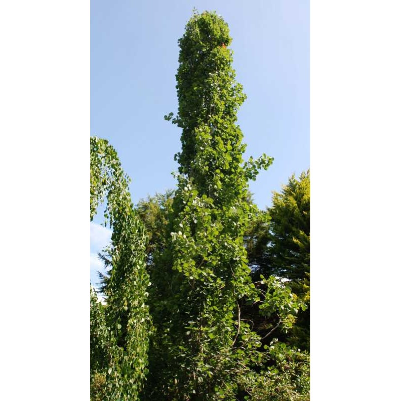 Populus tremula 'Erecta'