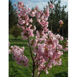 Prunus 'Beni-yutaka'