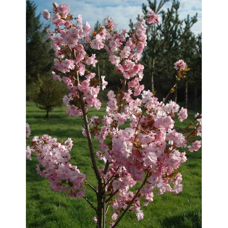 Prunus 'Beni-yutaka' Prunus 'Beni-yutaka'