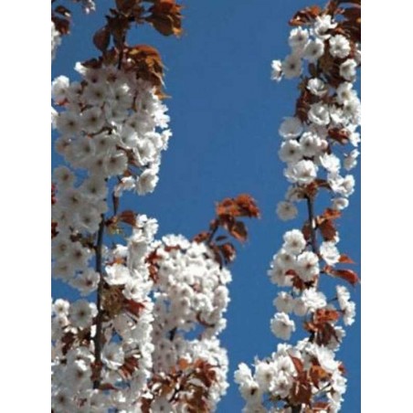 Prunus 'Chocolate Ice' (Matsumae-fuki)