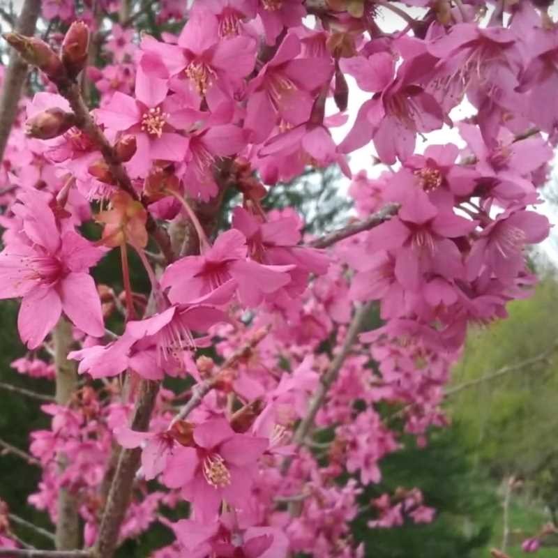 Prunus 'Collingwood Ingram' - masses of spring flower
