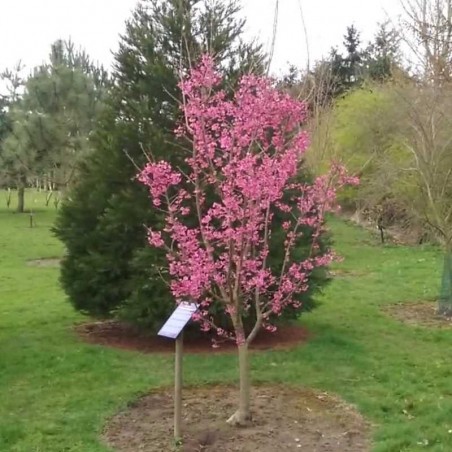 Prunus 'Collingwood Ingram'