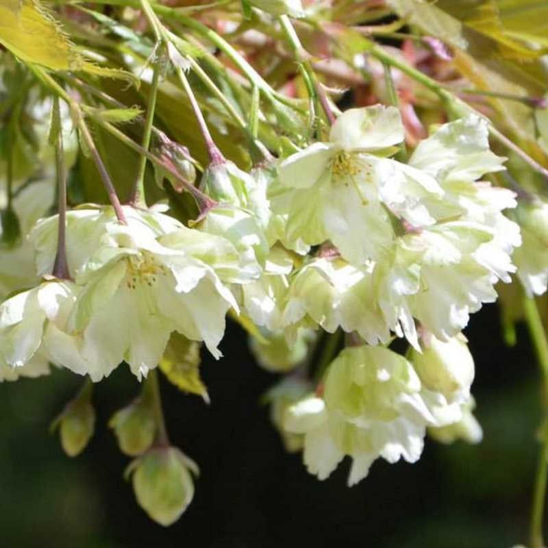 Prunus 'Gyoiko'