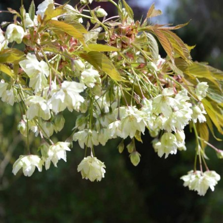 Prunus 'Gyoiko' Prunus 'Gyoiko'
