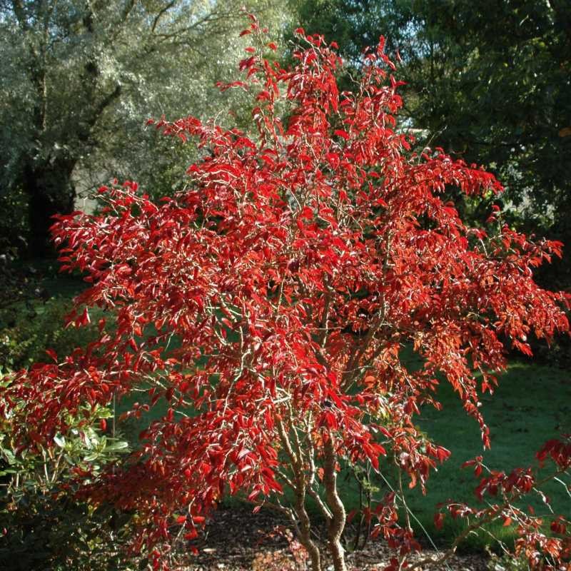 Prunus incisa 