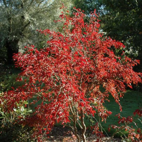 Prunus incisa 'Kojo-no-mai'