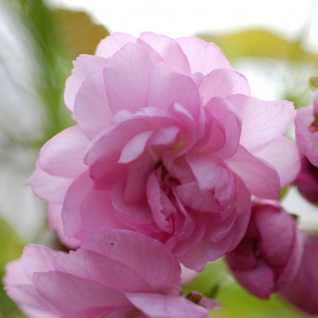 Prunus 'Kiku-shidare-zakura' - spring flowers