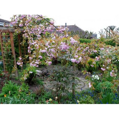 Prunus 'Kiku-shidare-zakura' - weeping tree