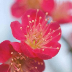 Prunus mume 'Beni-Chidori' - spring flower close up