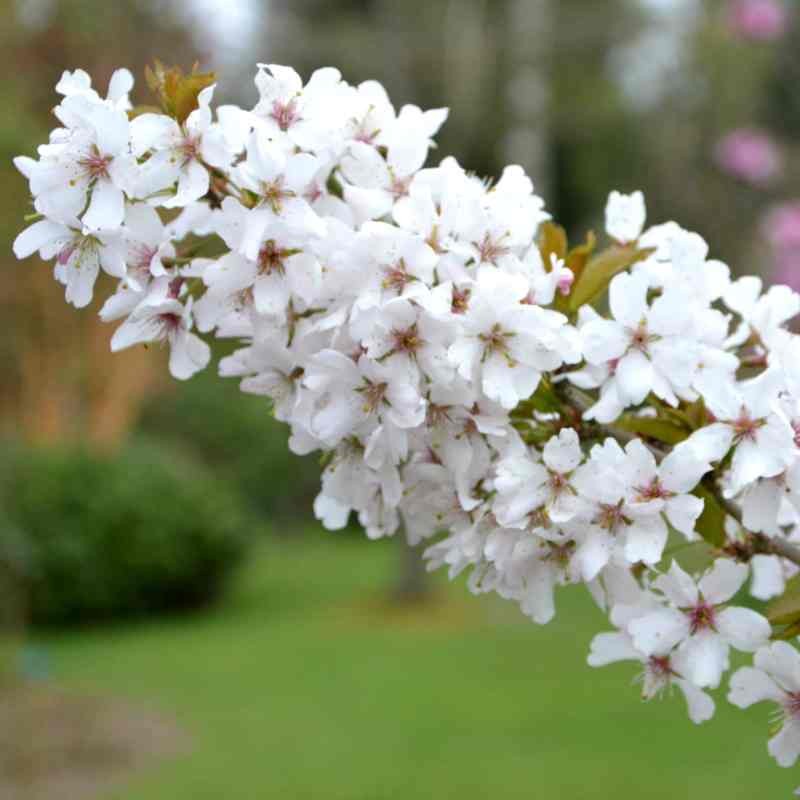 Prunus 'Pandora'