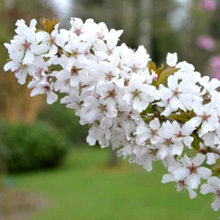 Prunus 'Pandora' Prunus 'Pandora'
