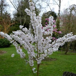 Prunus 'Pandora'