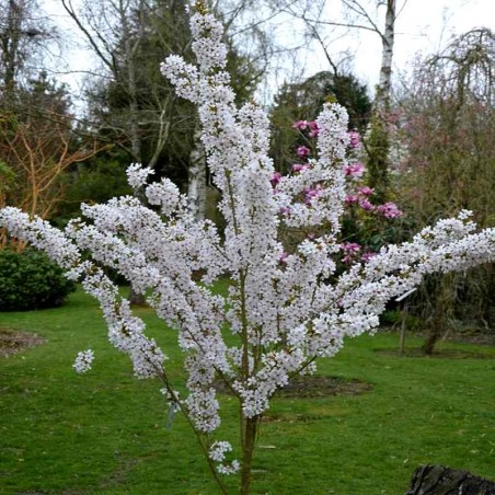 Prunus 'Pandora' Prunus 'Pandora'