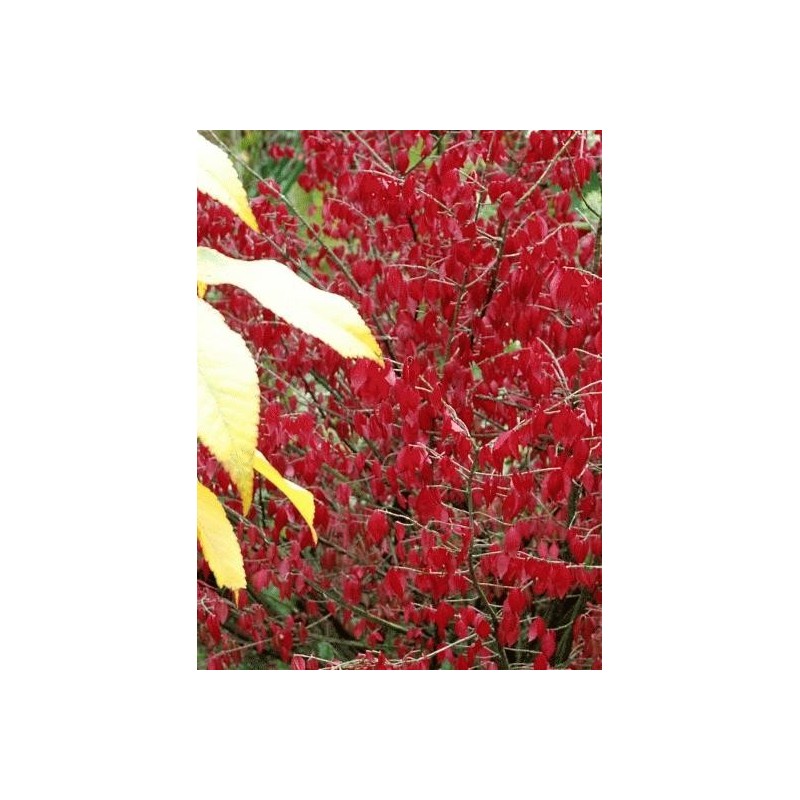 Euonymus alatus - autumn colour