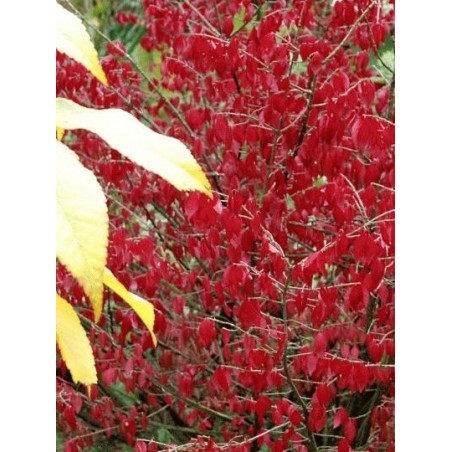 Euonymus alatus - autumn colour