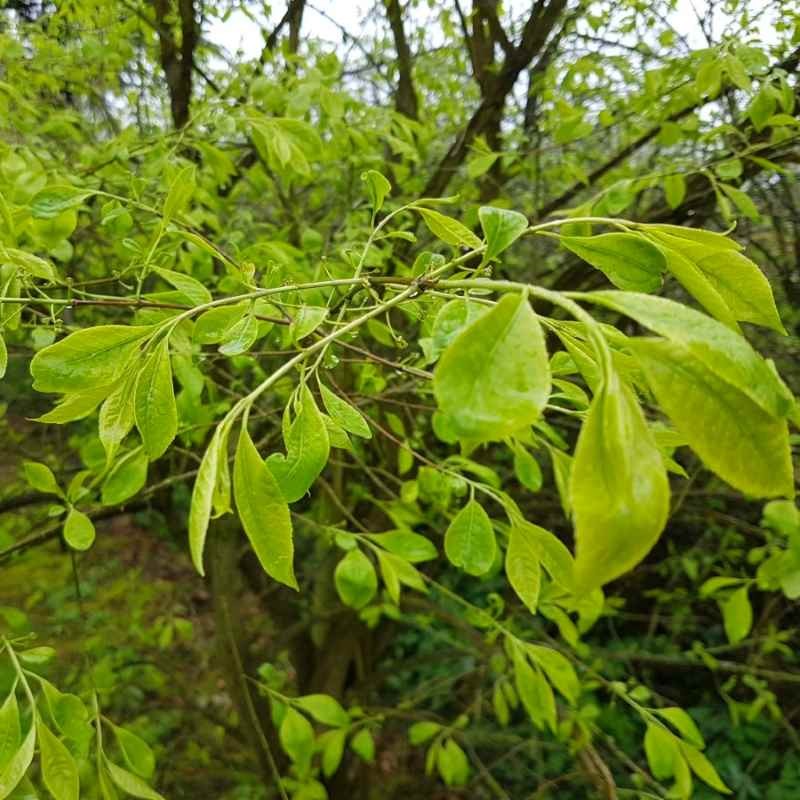 Euonymus oxyphyllus