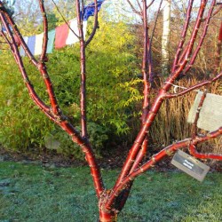 Prunus serrula