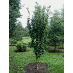 Acer campestre 'William Caldwell' - summer leaves
