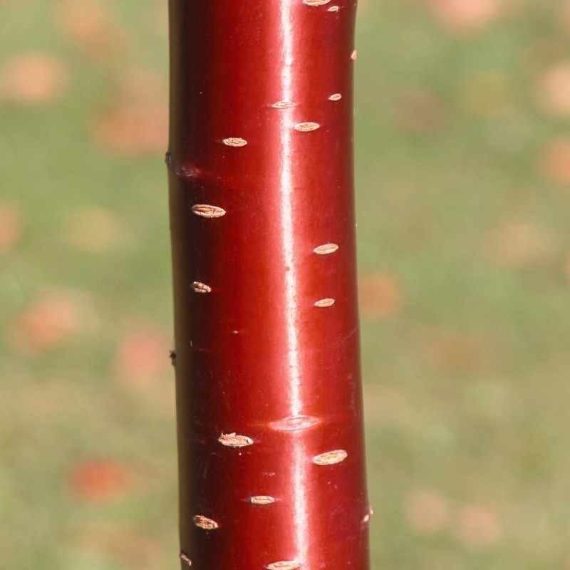 Prunus serrula - bark close up