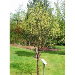 Prunus serrula