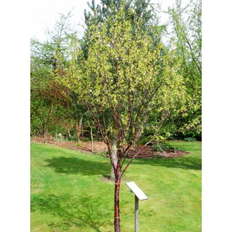Prunus serrula Prunus serrula