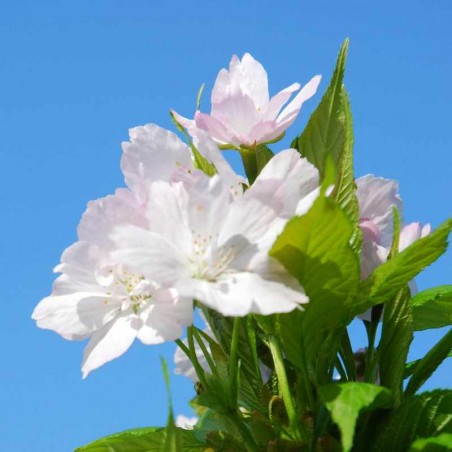 Prunus serrulata 'Amanogawa'