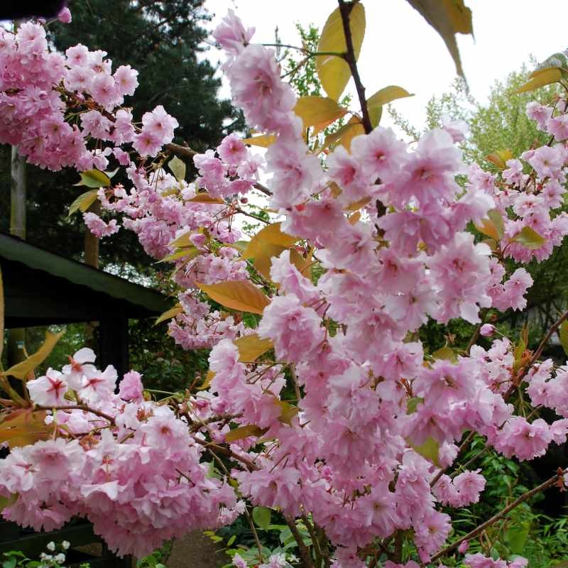 Prunus serrulata 'Kanzan'