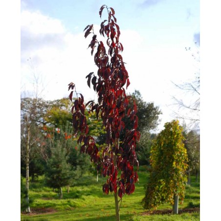 Prunus serrulata 'Royal Burgundy' Prunus serrulata 'Royal Burgundy'