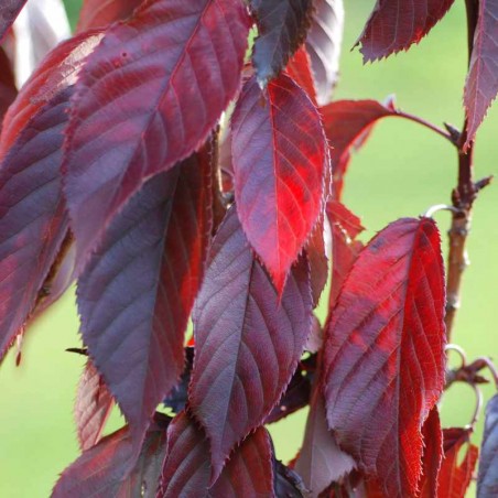 Prunus serrulata 'Royal Burgundy' Prunus serrulata 'Royal Burgundy'