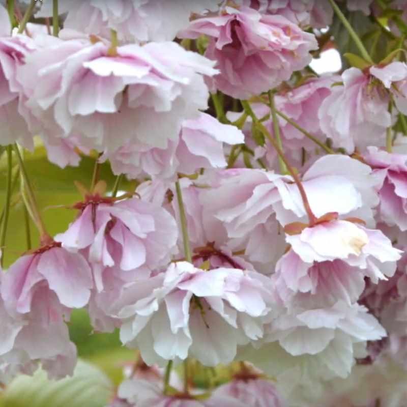 Prunus 'Shirofugen' - close up of flowers Prunus 'Shirofugen' - close up of flowers