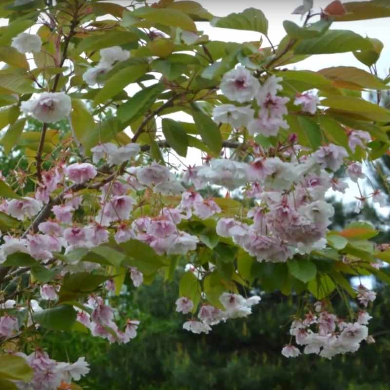 Prunus 'Shirofugen' Prunus 'Shirofugen'