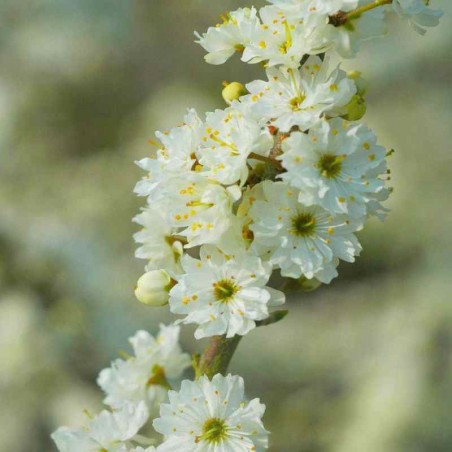 Prunus spinosa 'Plena' Prunus spinosa 'Plena'