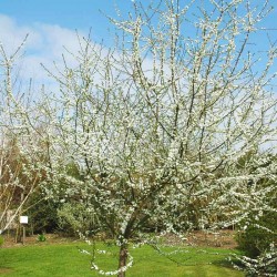 Prunus spinosa 'Plena'