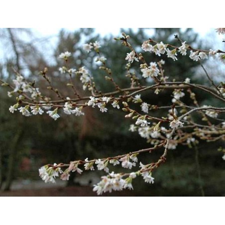 Prunus subhirtella 'Autumnalis' Prunus subhirtella 'Autumnalis'