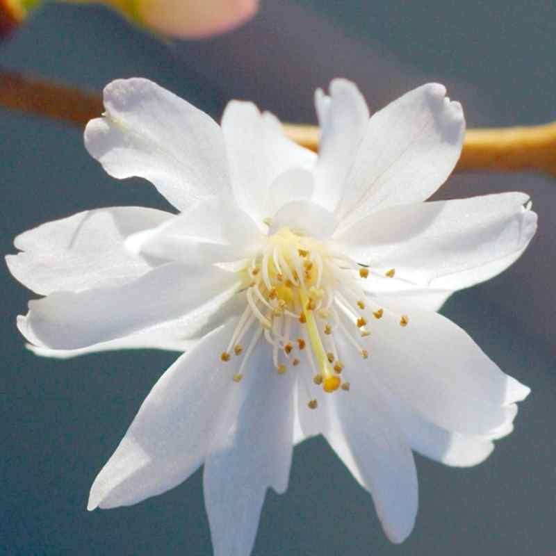 Prunus subhirtella 'Autumnalis'