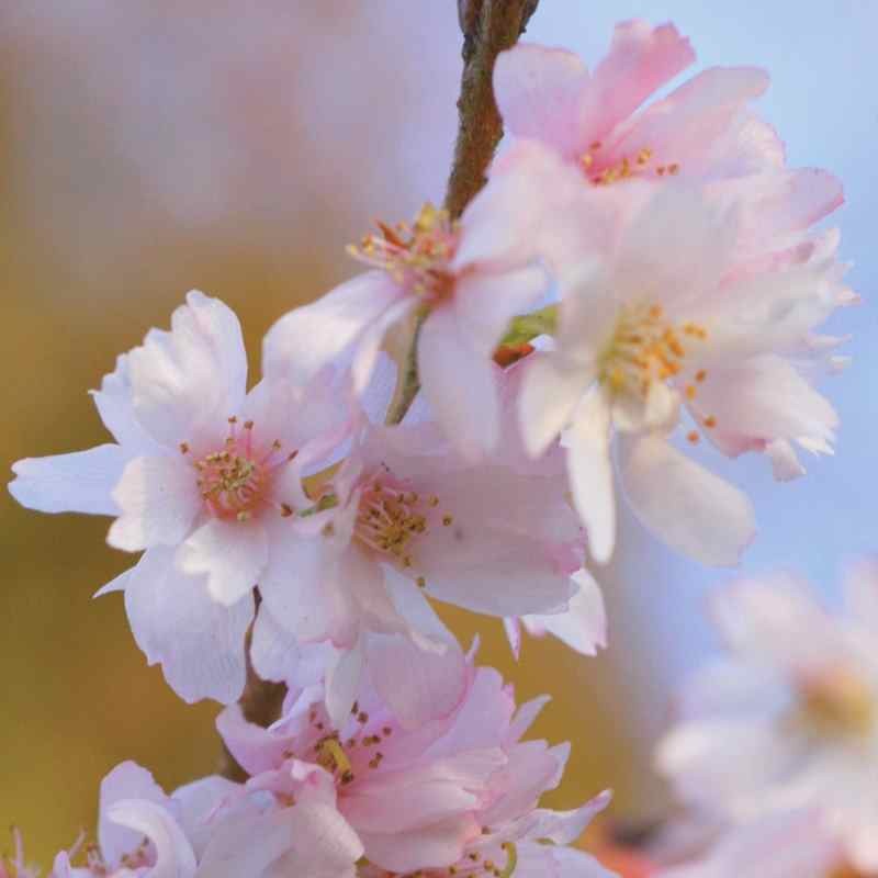 Prunus subhirtella 'Autumnalis Rosea'