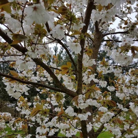 Prunus 'Taihaku' Prunus 'Taihaku'