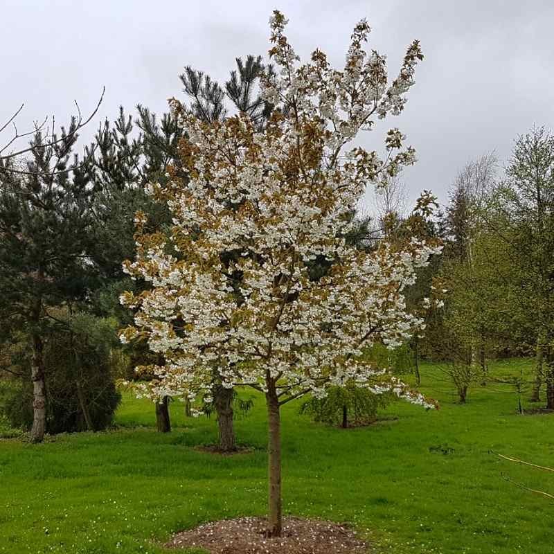 Prunus 'Taihaku'