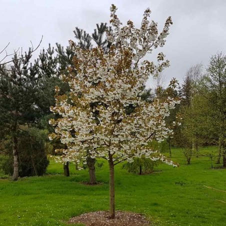 Prunus 'Taihaku' Prunus 'Taihaku'