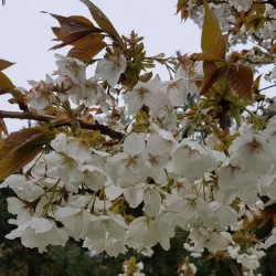Prunus 'Taihaku'