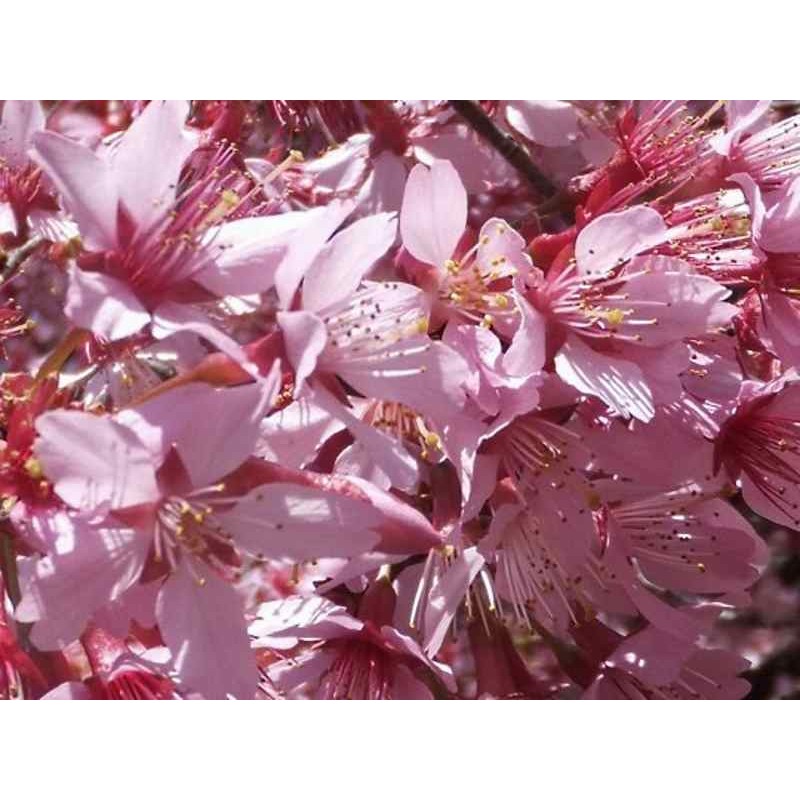 Prunus x incam 'Okame'