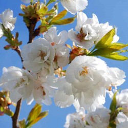 Prunus x 'Shirotae' - spring flowers