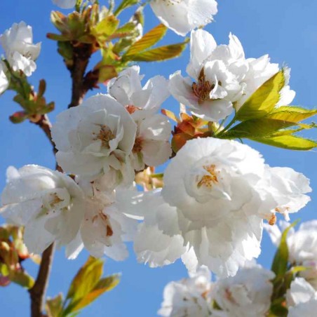 Prunus x 'Shirotae' - spring flowers Prunus x 'Shirotae' - spring flowers
