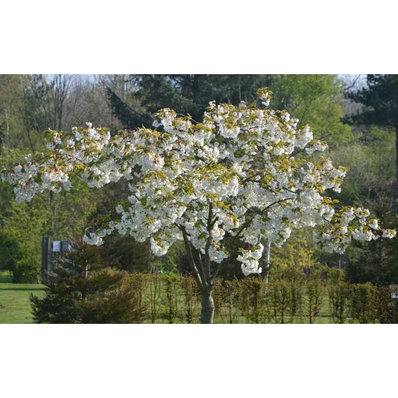 Prunus x 'Shirotae' - established plant with the distinctive spreading habit.